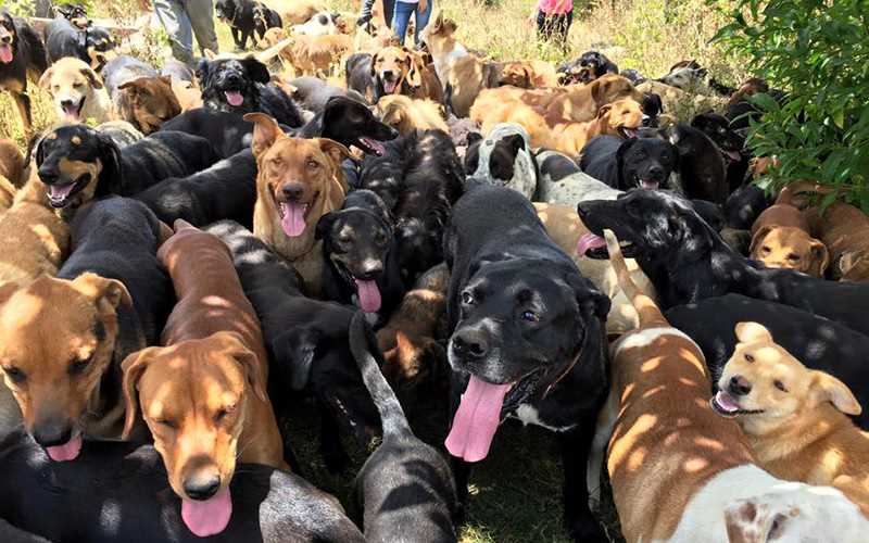 Según la Asociación Americana de Prevención de la Crueldad contra los Animales (ASPCA por sus ciclas en inglés) alrededor de 2,7 millones de animales son sacrificados en los refugios estadounidenses cada año, muchos de ellos perros.